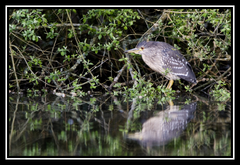 heron bioro-border 